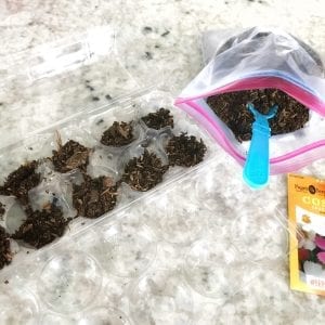 Gardening Indoors with Seeds: Bring Back the Bees