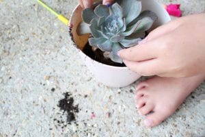 How to Create a Kid-Friendly Succulent Garden