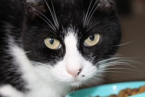 28-Day Challenge with Purina ONE