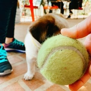 dog adoptions