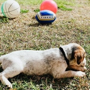 dog adoptions