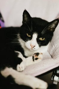 Purina ONE 28 Challenge: Beyond the 28 Days