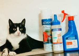 Rescue Pet