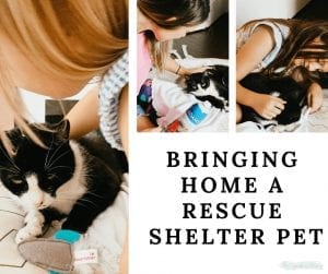 Bringing Home a shelter pet