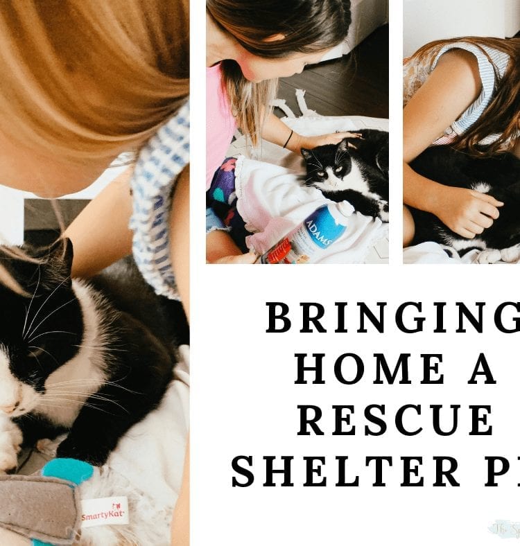 Bringing Home a shelter pet