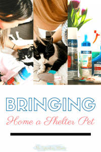 Bringing Home a shelter pet