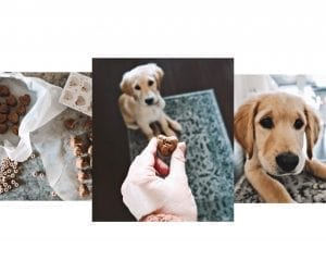 dog treats