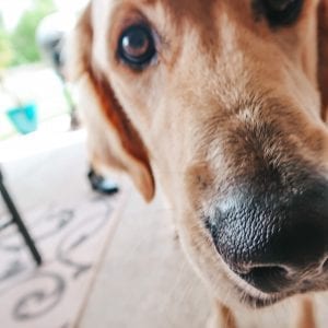 Beaux wants some ice cream too