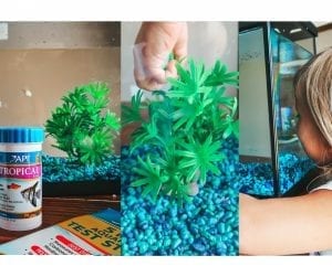 How to Properly Set Up a Gallon Fish Tank