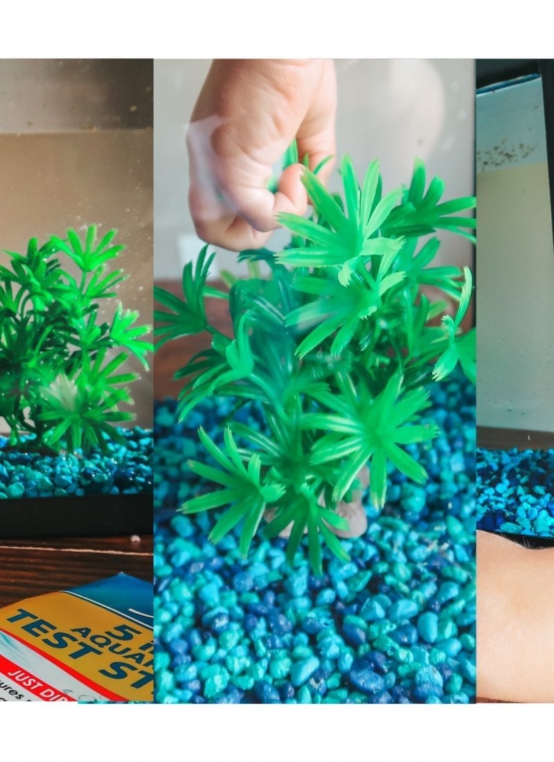Gallon Fish Tank: How to Properly Set Up - The Southerly Magnolia - Large Gallon Fish Tank Aquarium Setup For Beginners