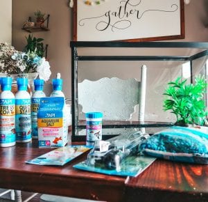 How to Easily and Properly Set Up an Indoor Aquarium