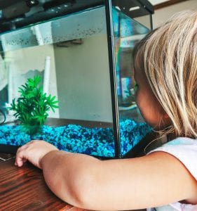 Indoor Aquarium for the Entire Family