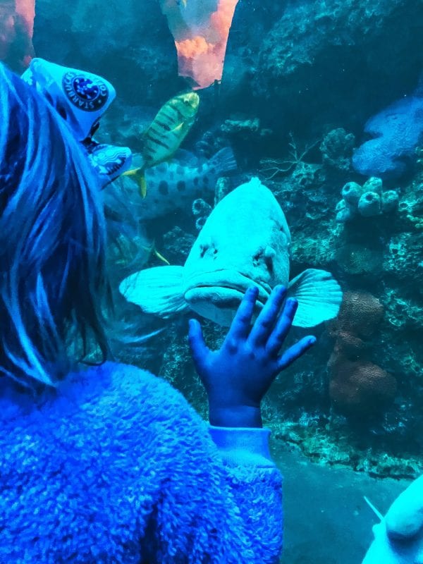 Best things to do in Branson with kids, aquarium The Southerly Magnolia