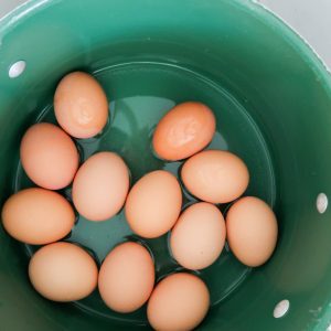 boiled eggs